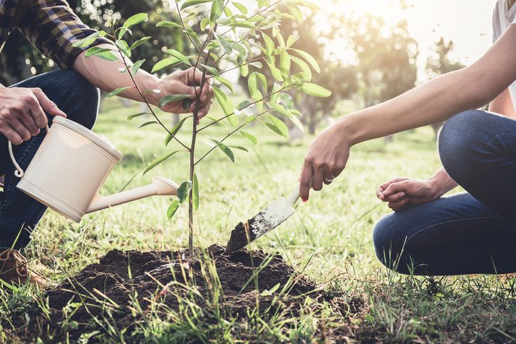 Planting Tree